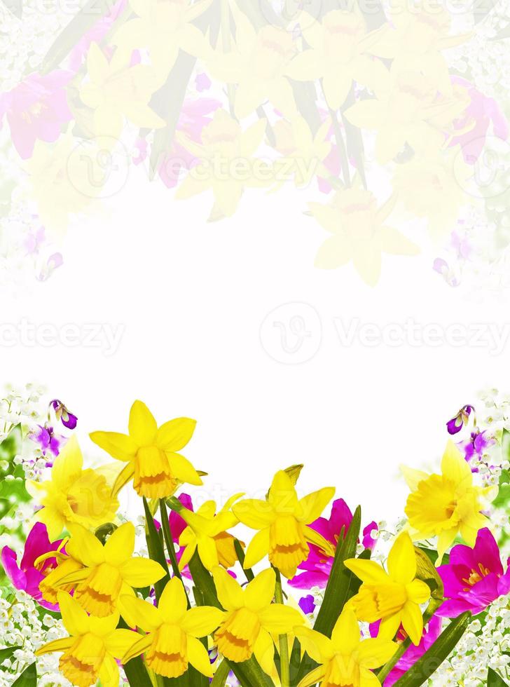 Bright colorful spring flowers of daffodils and tulips isolated on white background. photo
