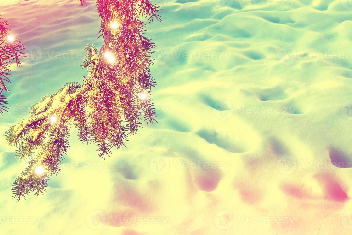 Frozen winter forest with snow covered trees. photo