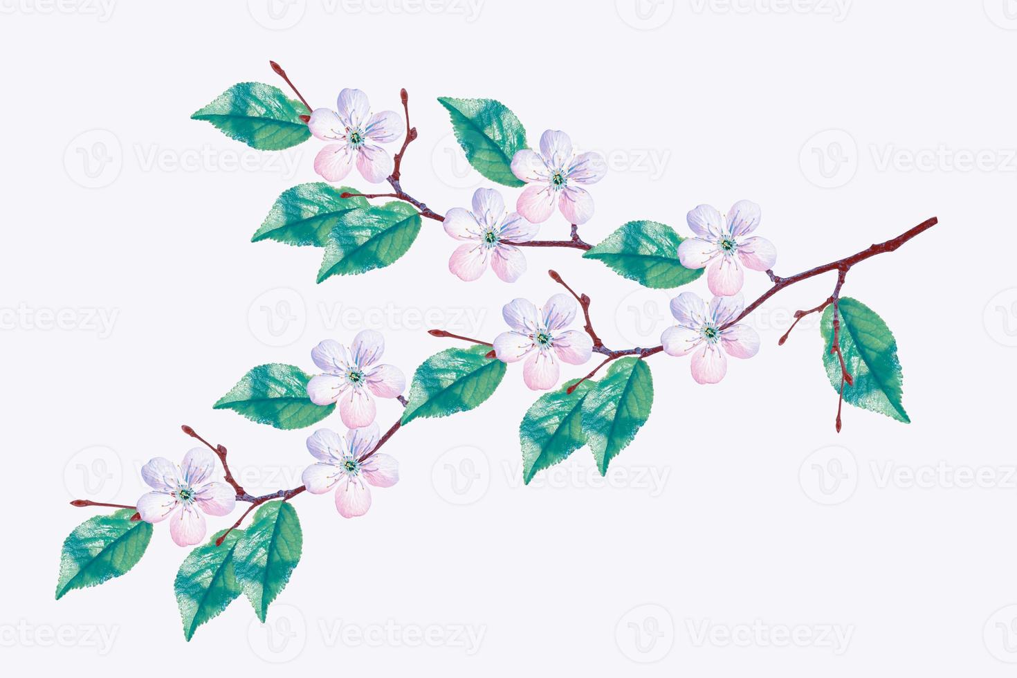 Flowering branch of cherry isolated on a white background. photo