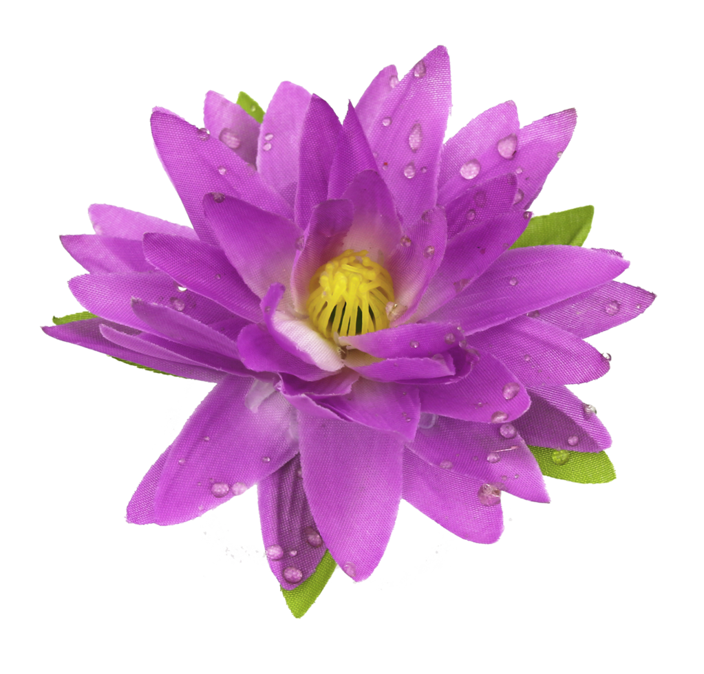 Lotus flower isolated on white png file