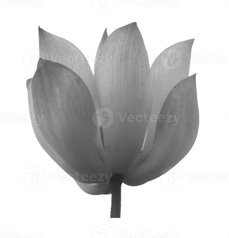 lotus sur fond transparent fichier png