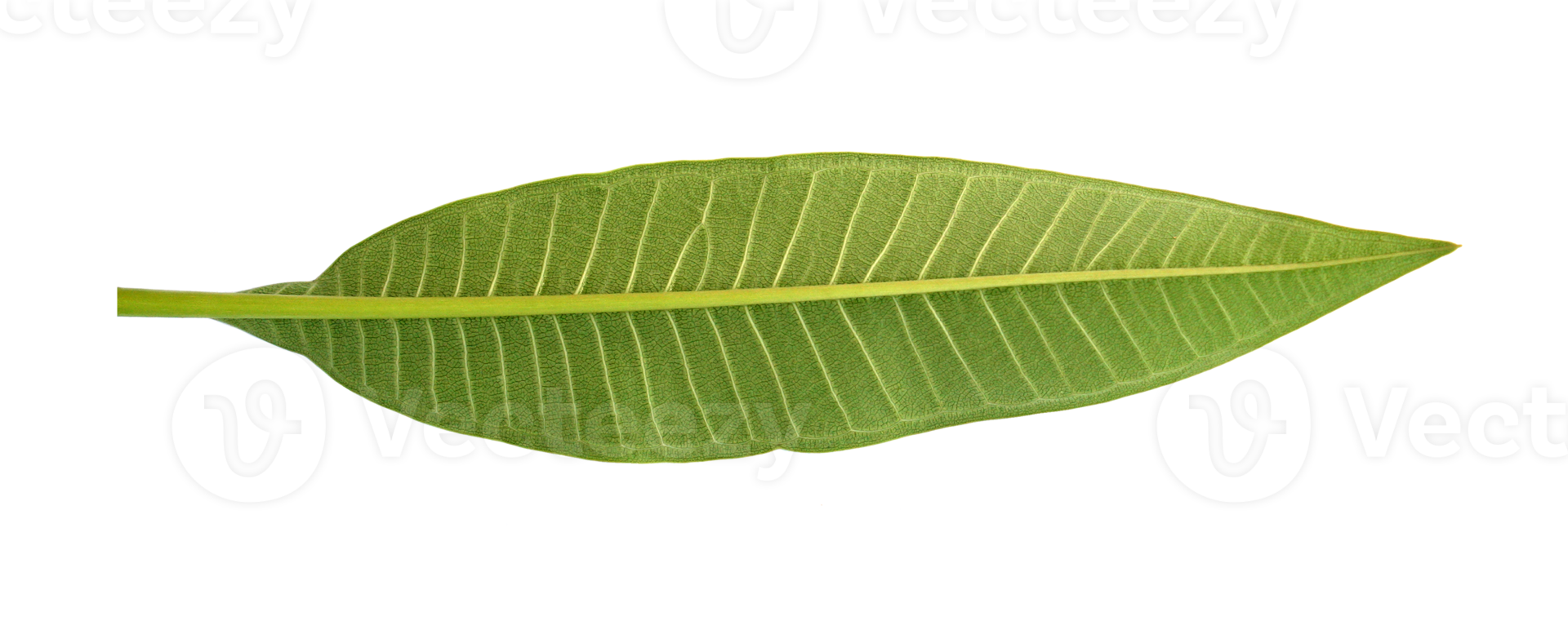 Frangipani leaf on transparent background png file