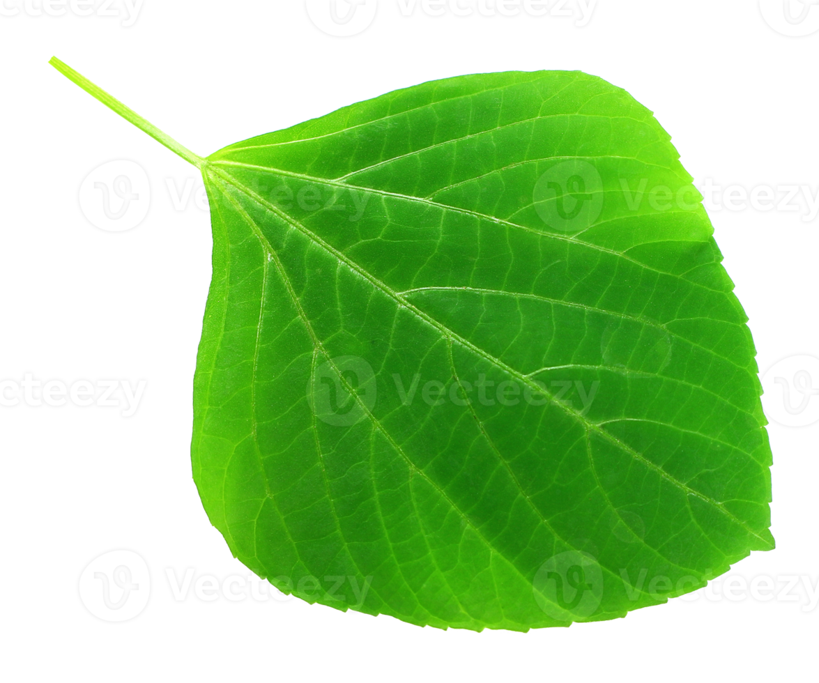 green leaf on transparent background png file