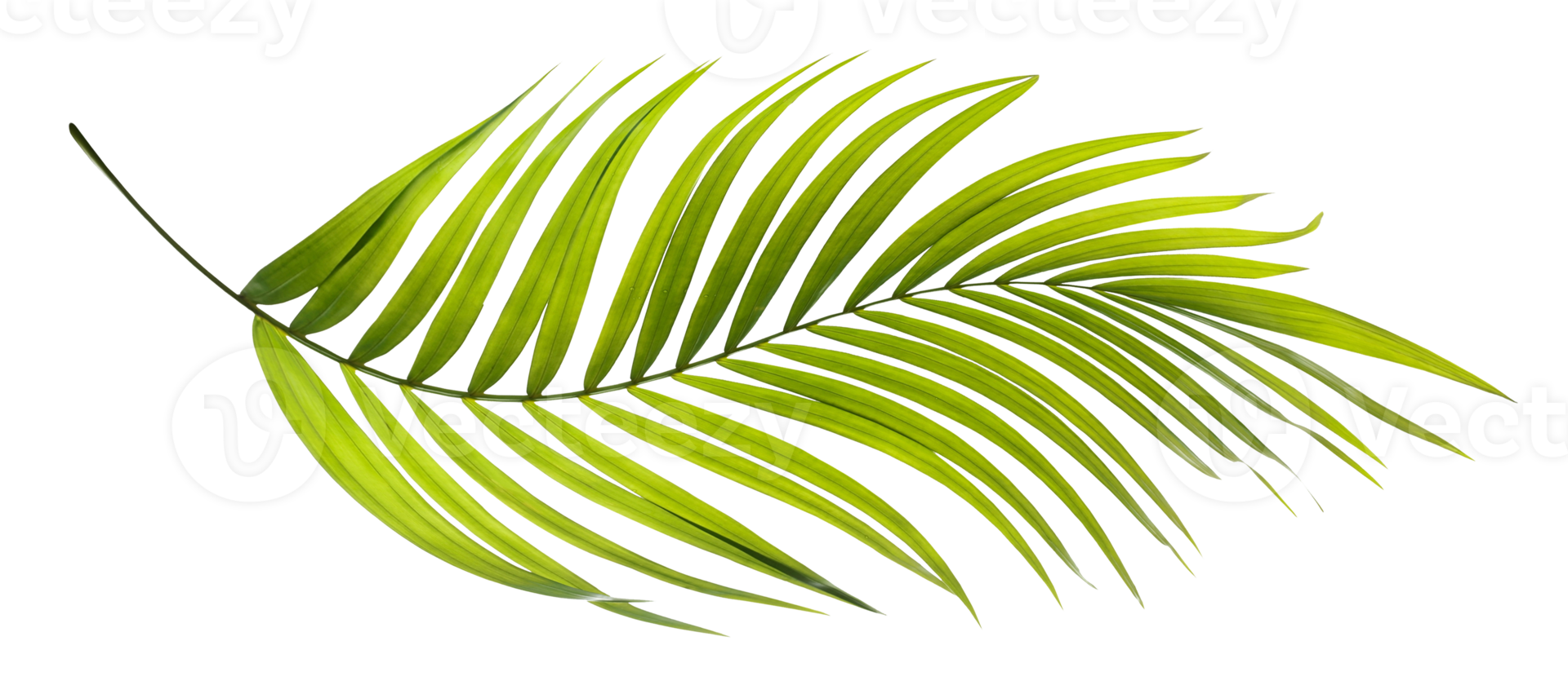 hoja verde de palmera en archivo png de fondo transparente