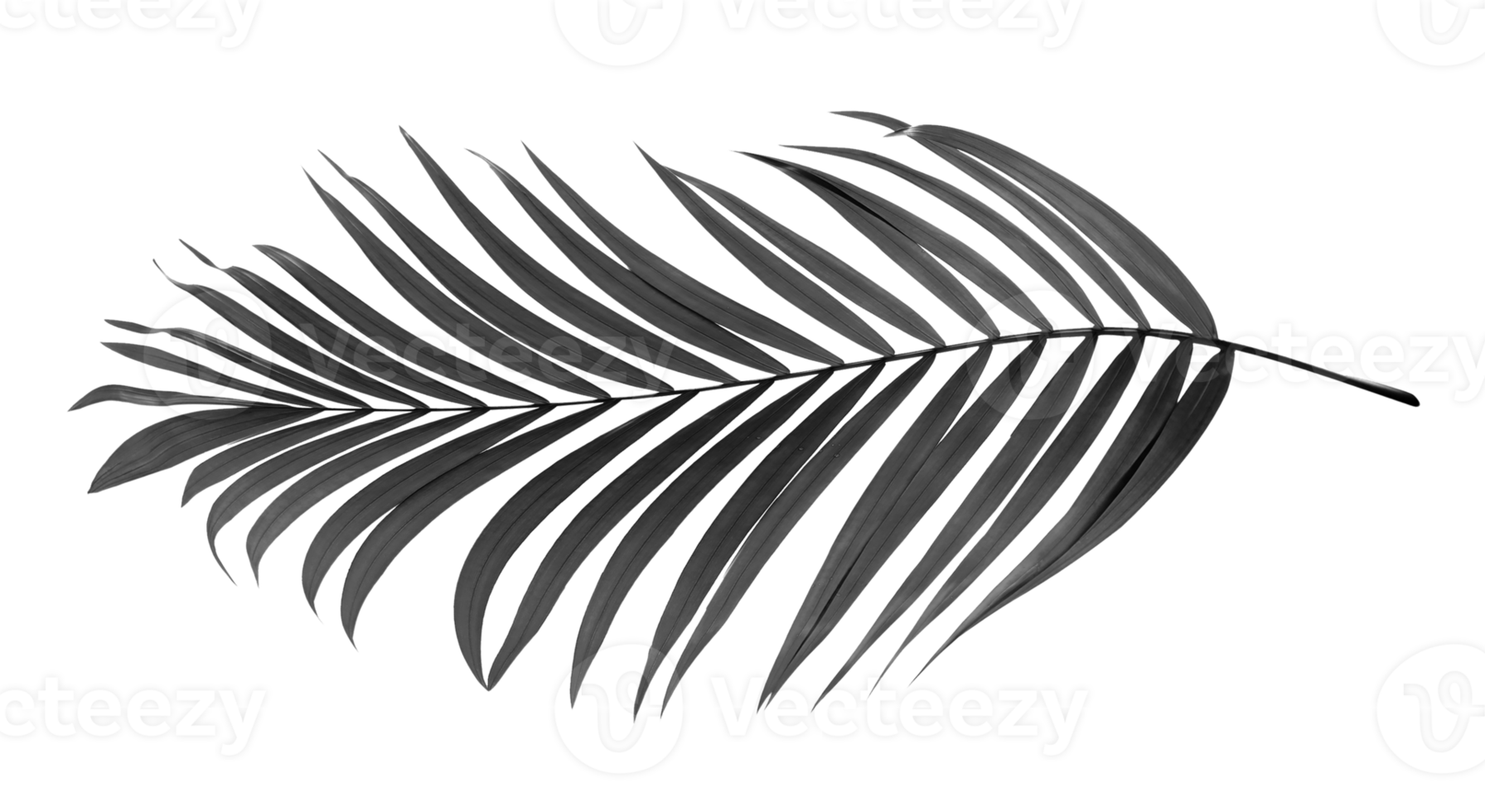 black leaves of palm tree on transparent background png file