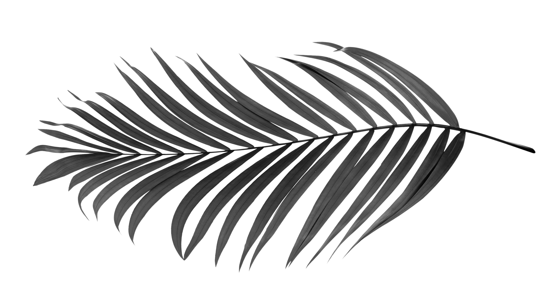 black leaves of palm tree on transparent background png file 9308003 PNG