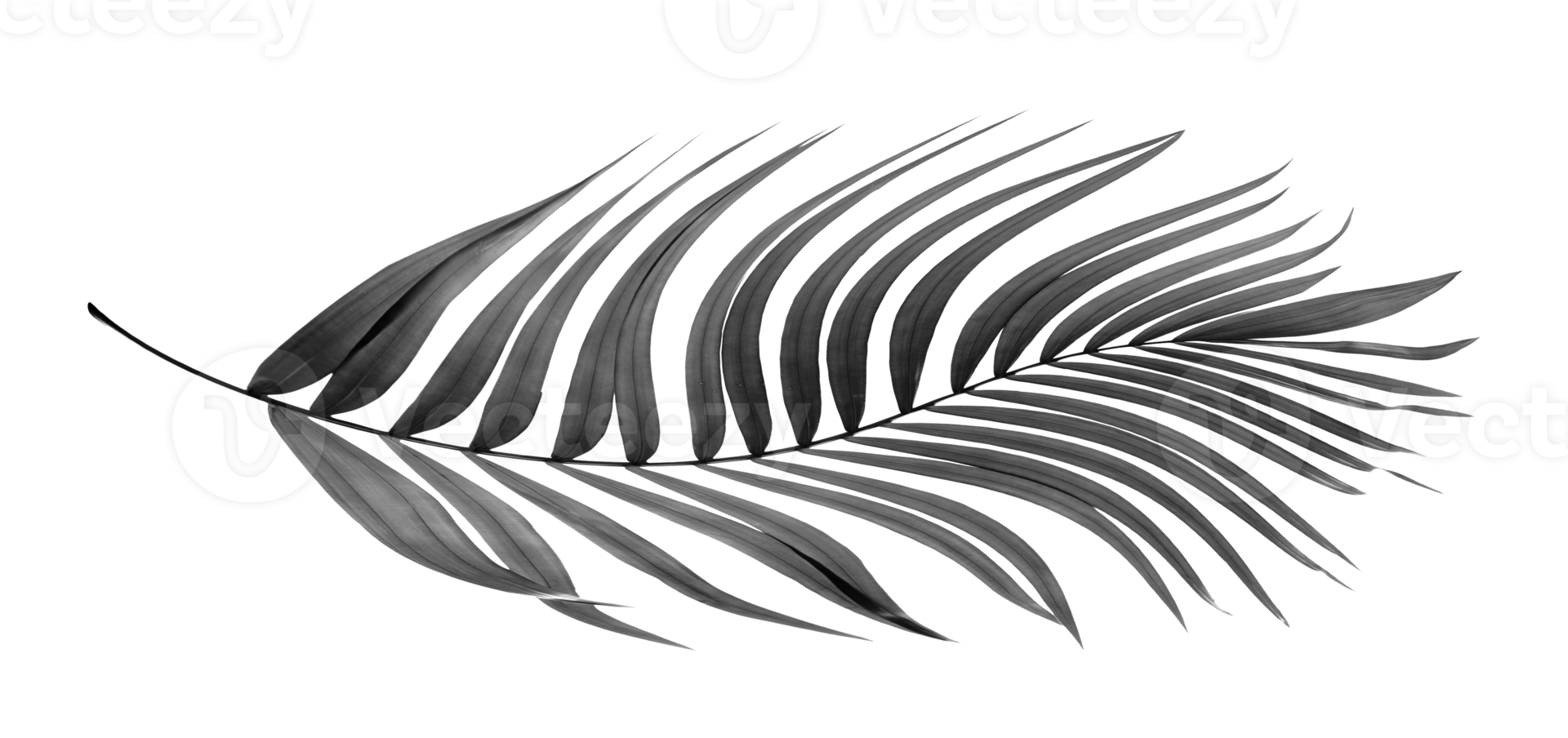 black leaves of palm tree on transparent background png file