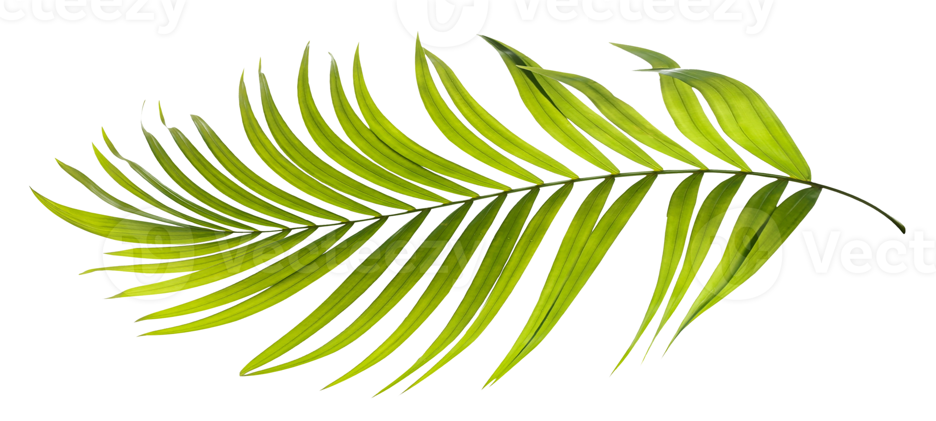 Green leaves of palm tree on transparent background png file