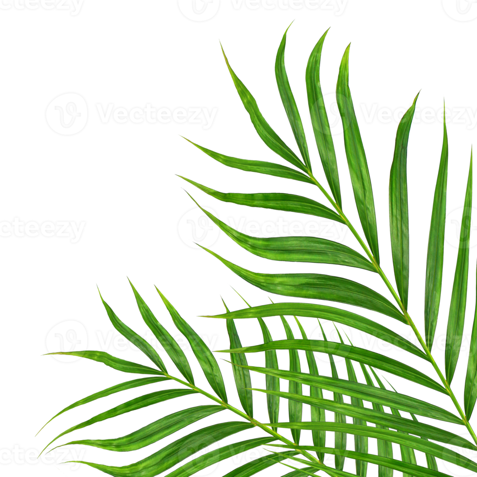 Green leaves of palm tree on transparent background png file