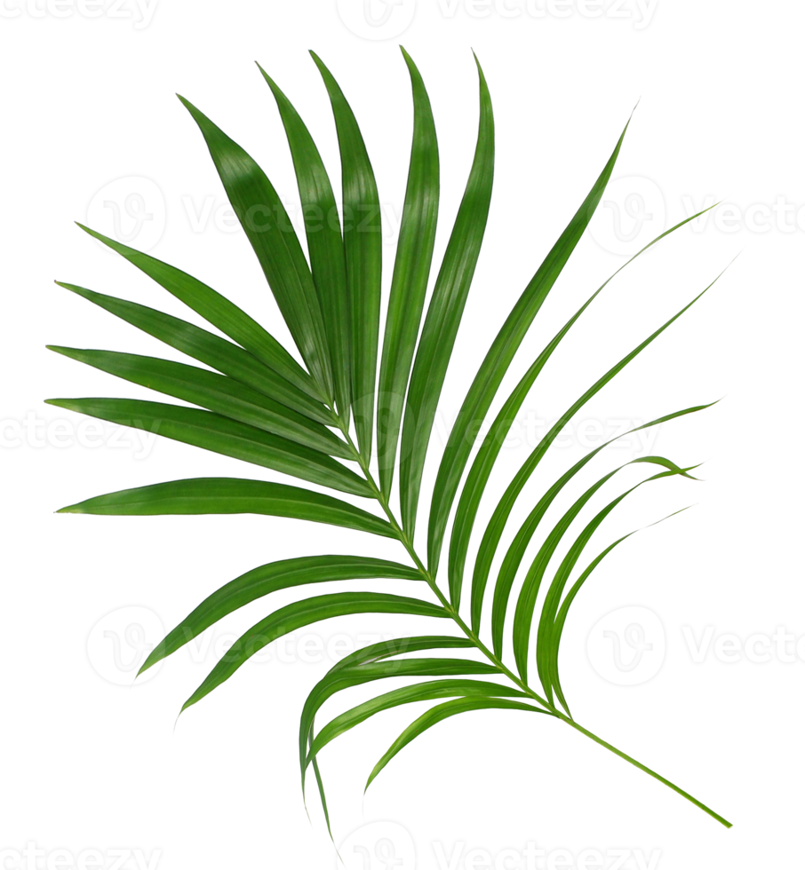 Green leaf of palm tree isolated on transparent background png file