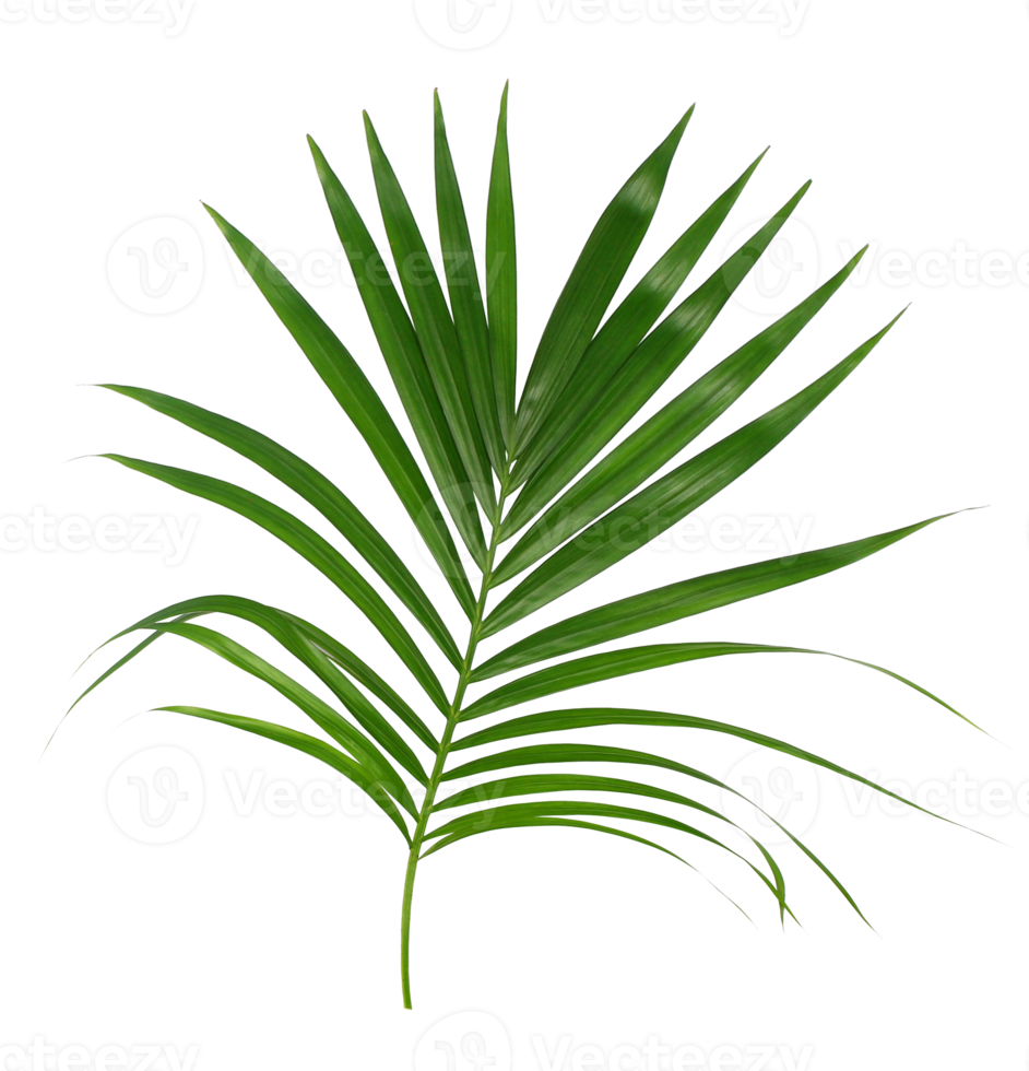 Green leaf of palm tree isolated on transparent background png file