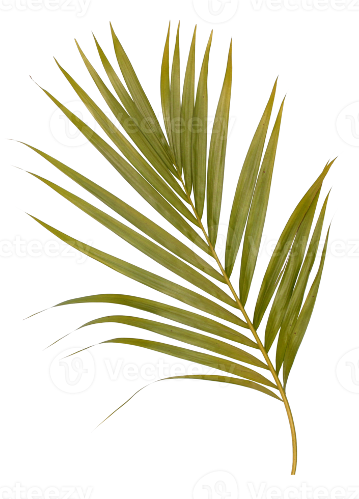 Green leaf of palm tree isolated on transparent  background png file