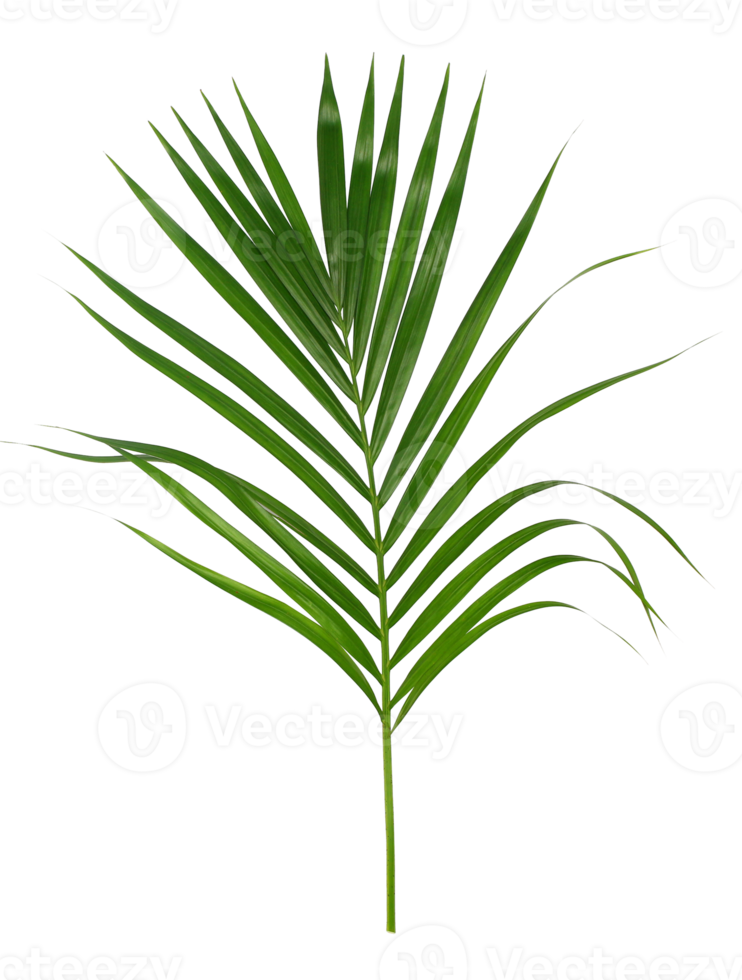 hoja verde de palmera aislada en archivo png de fondo transparente