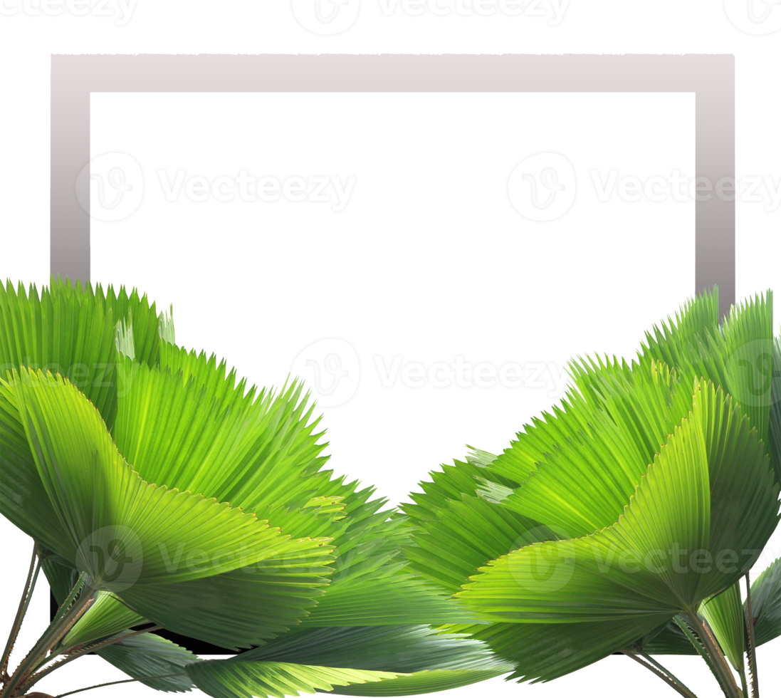 frame picture with green leaf of palm tree on transparent background png file