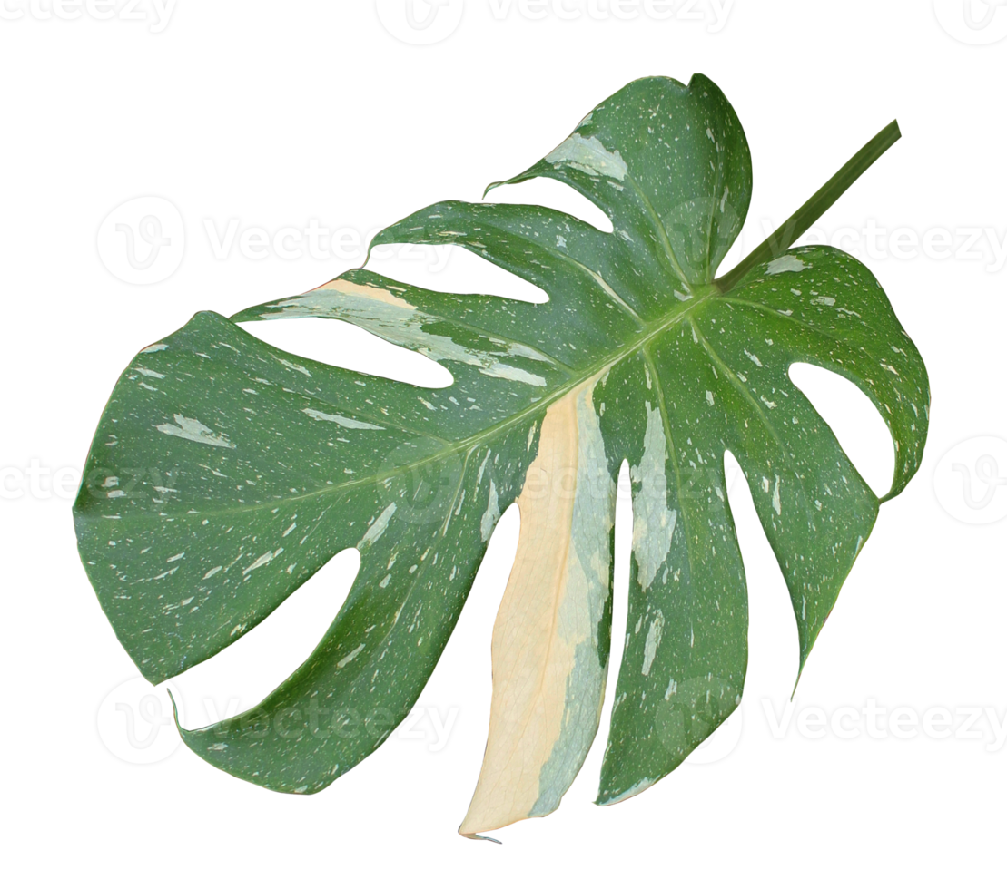 green monstera palm leaf isolated on transparent background png file