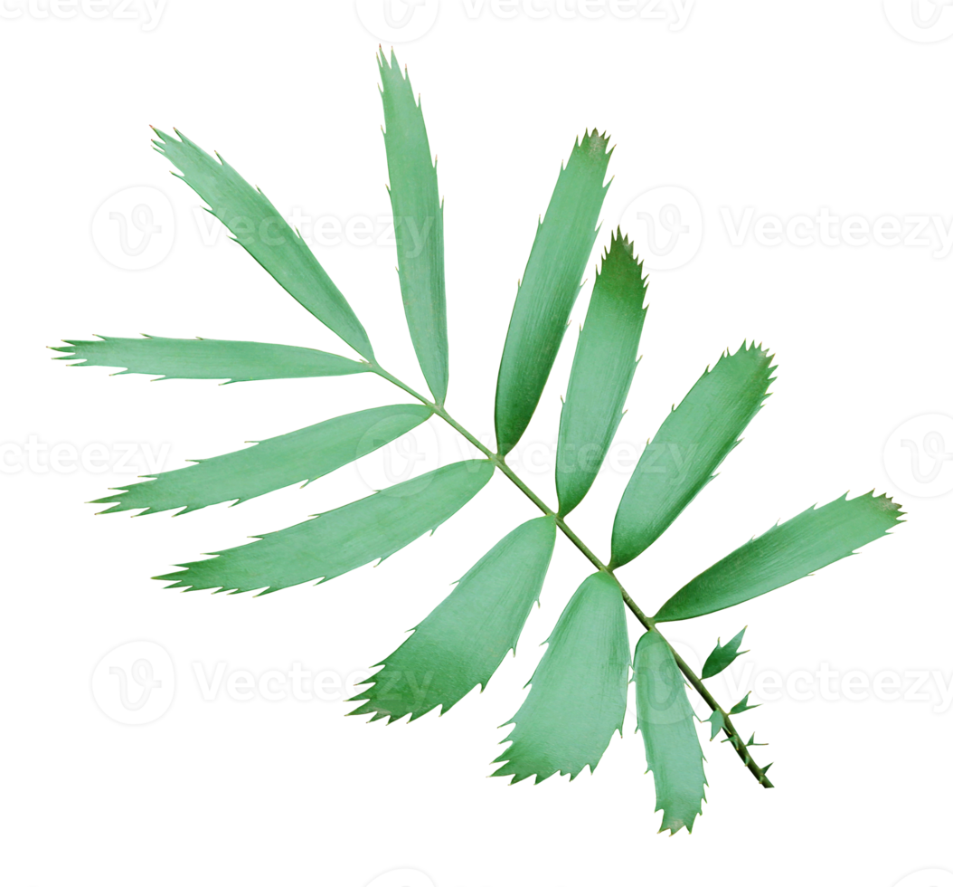 grönt palmblad isolerad på transparent bakgrund png-fil png