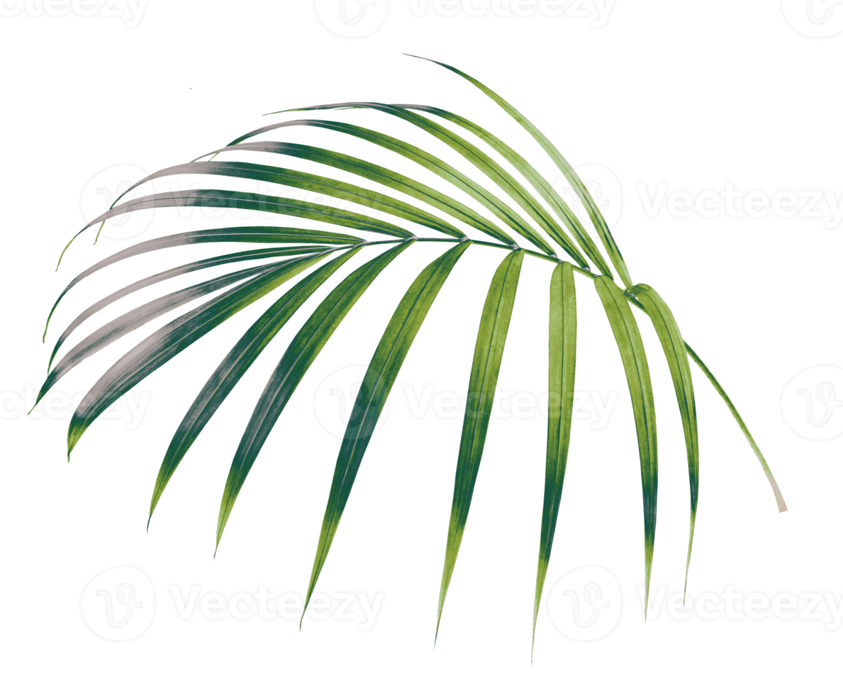 palm tree leaf on transparent background png file