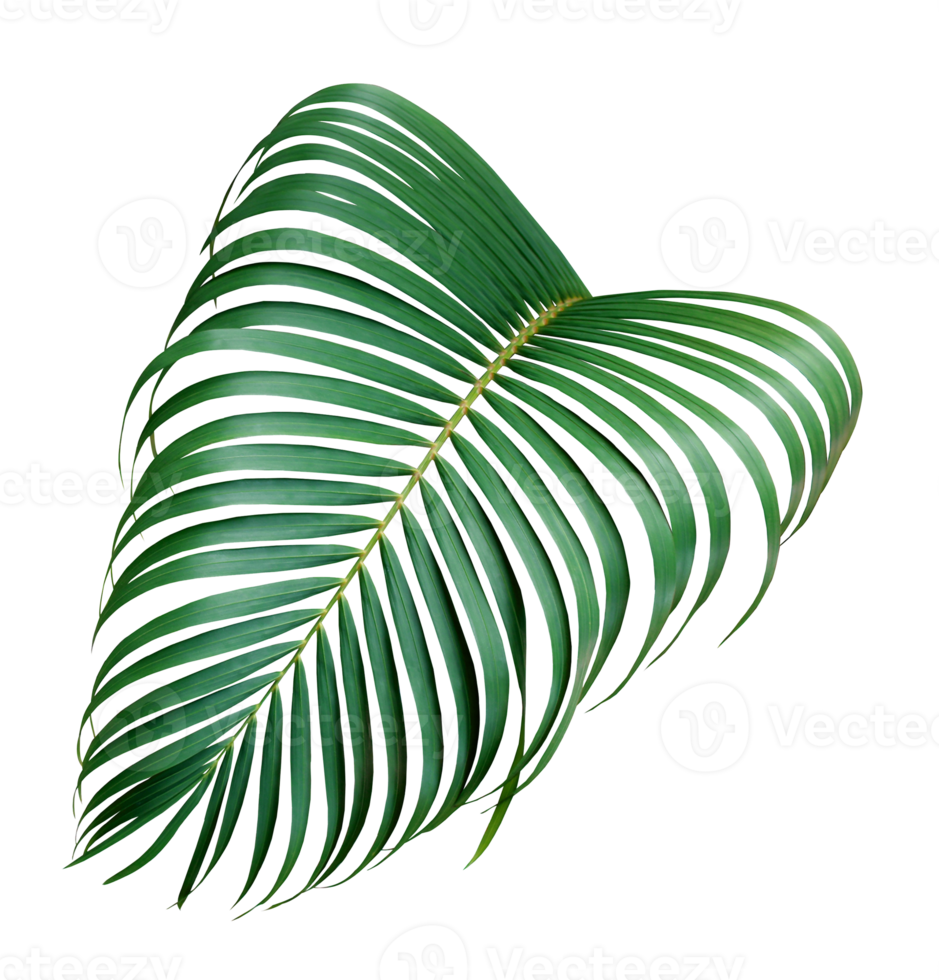 green palm leaf on transparent background png file