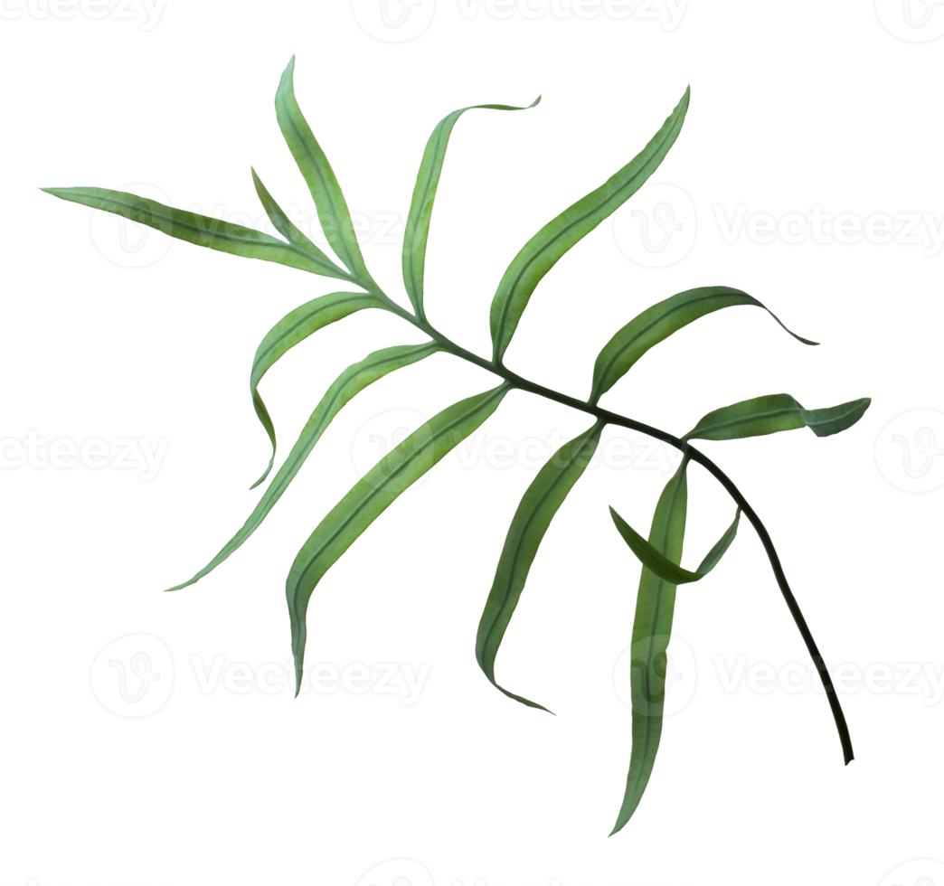 palm tree leaf on transparent background png file