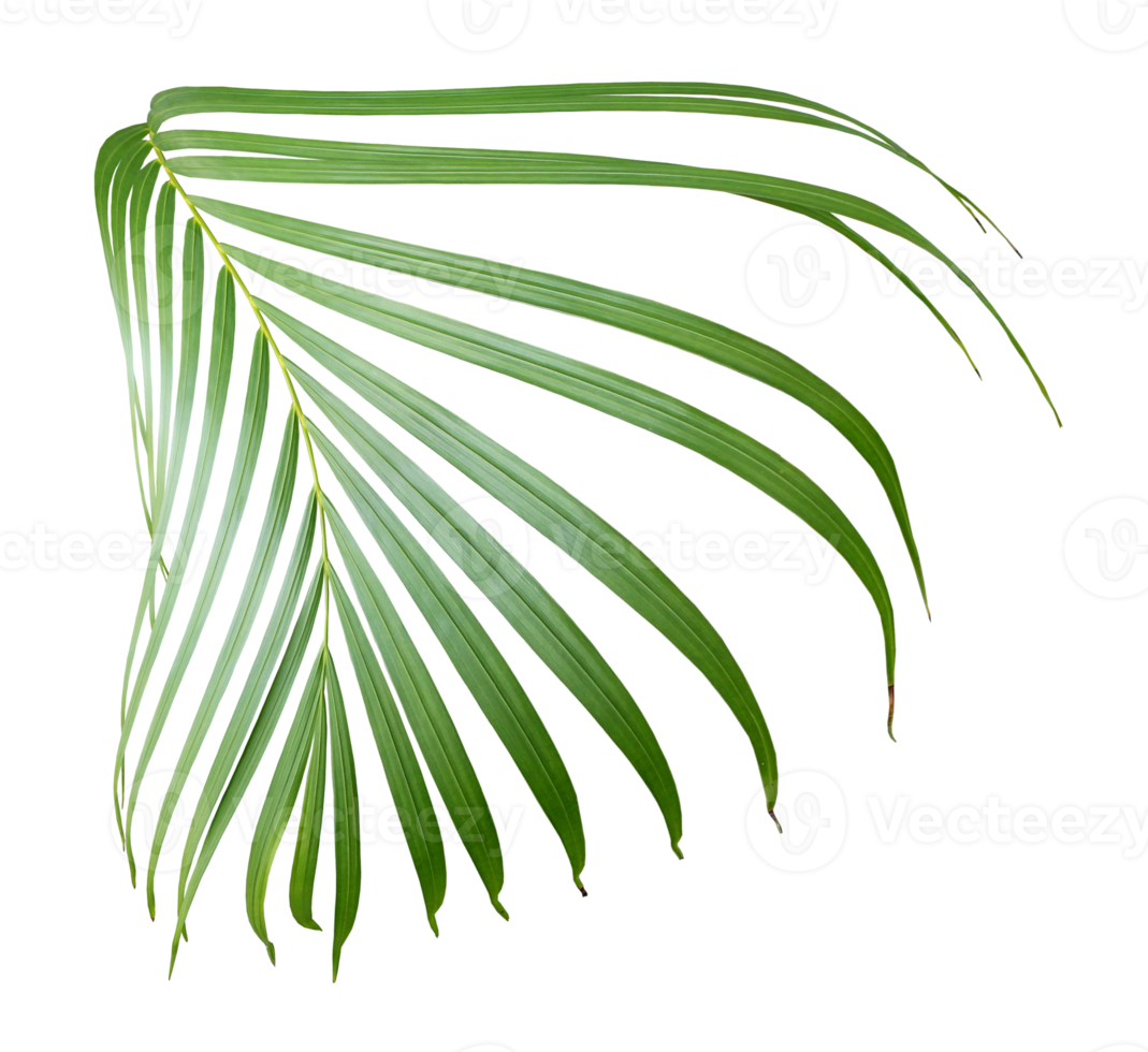 palm tree leaf on transparent background png file