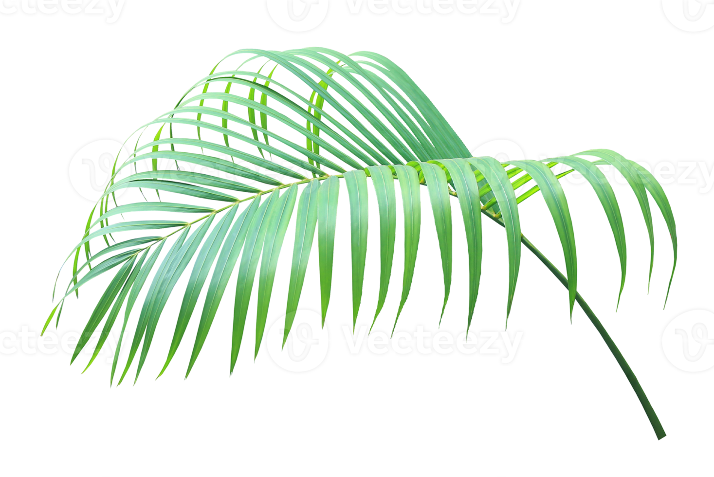 green palm leaf on transparent background png file