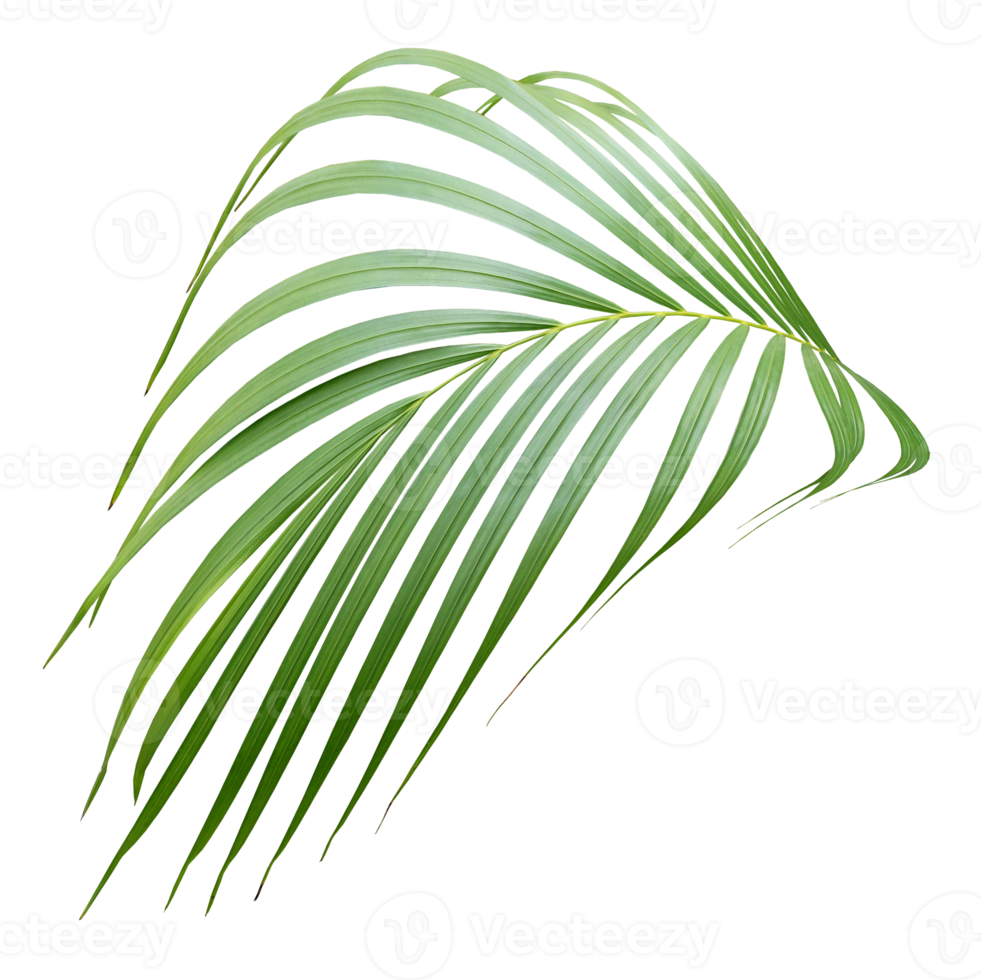 palm tree leaf on transparent background png file
