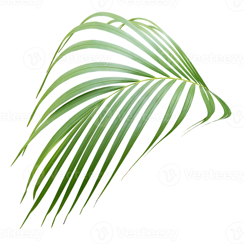 foglia di palma su file png di sfondo trasparente