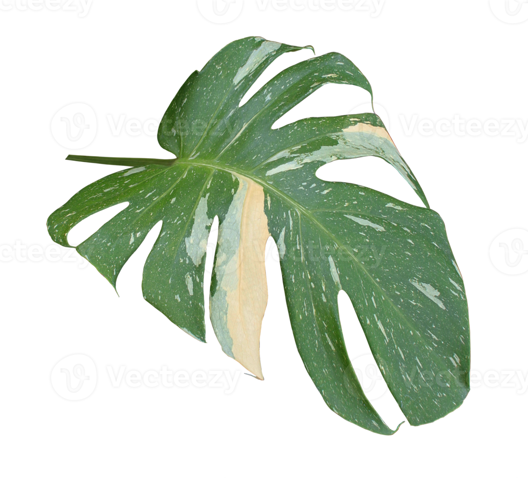 green monstera palm leaf isolated on transparent background png file