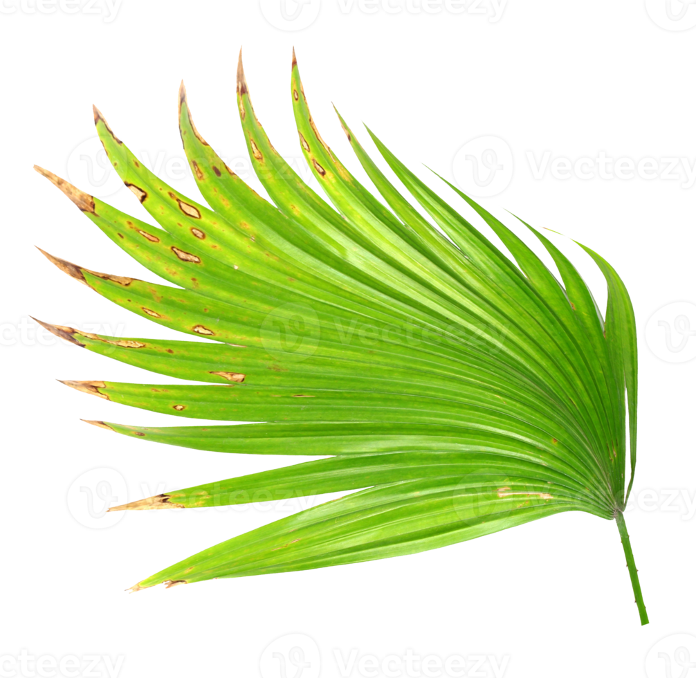 palm tree leaf on transparent background png file