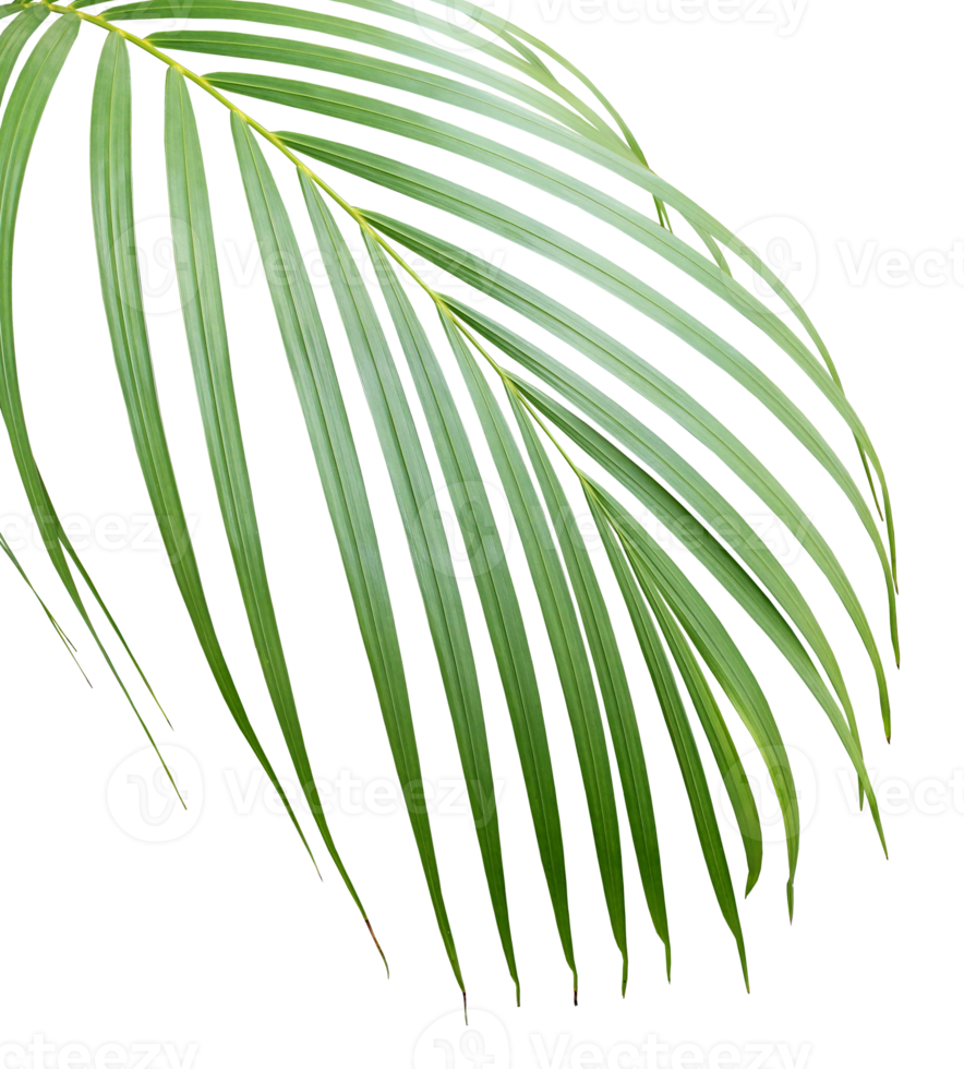 palm tree leaf on transparent background png file