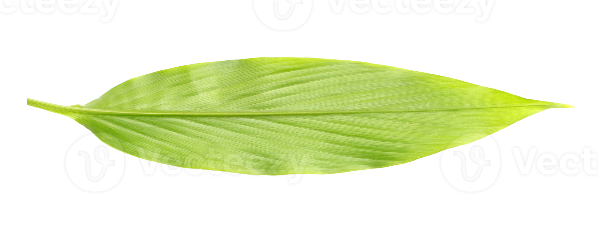 green leaf isolated on transparent background png file