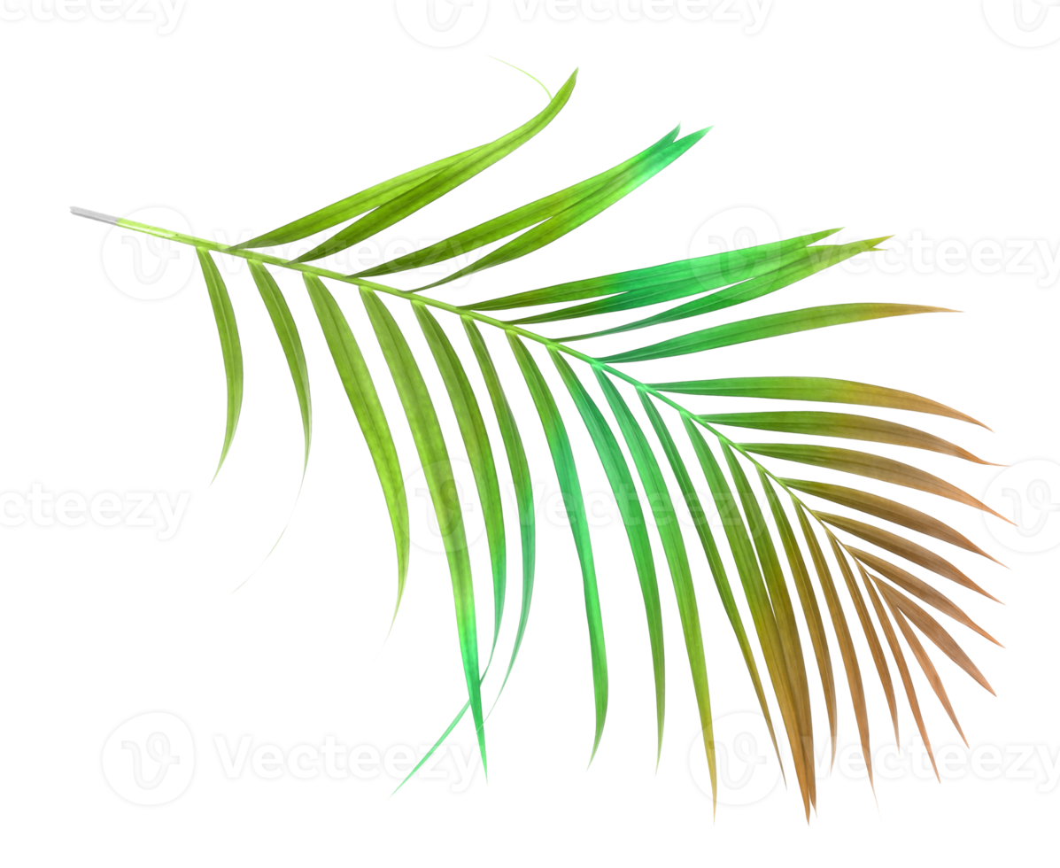 tropical nature green palm leaf isolated on transparent pattern background png file