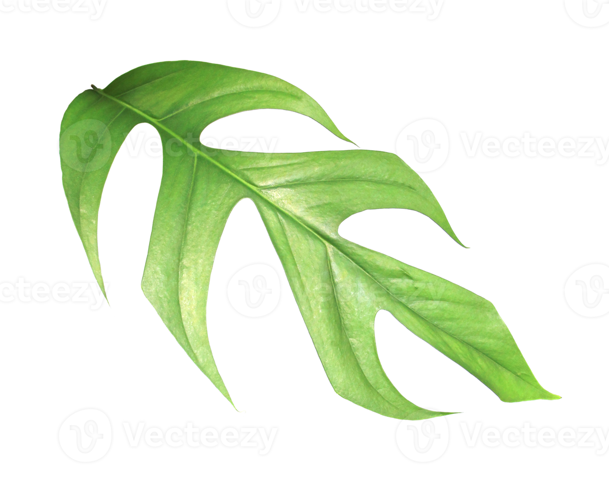 tropical monstera philo palm leaf tree on transparent background png file