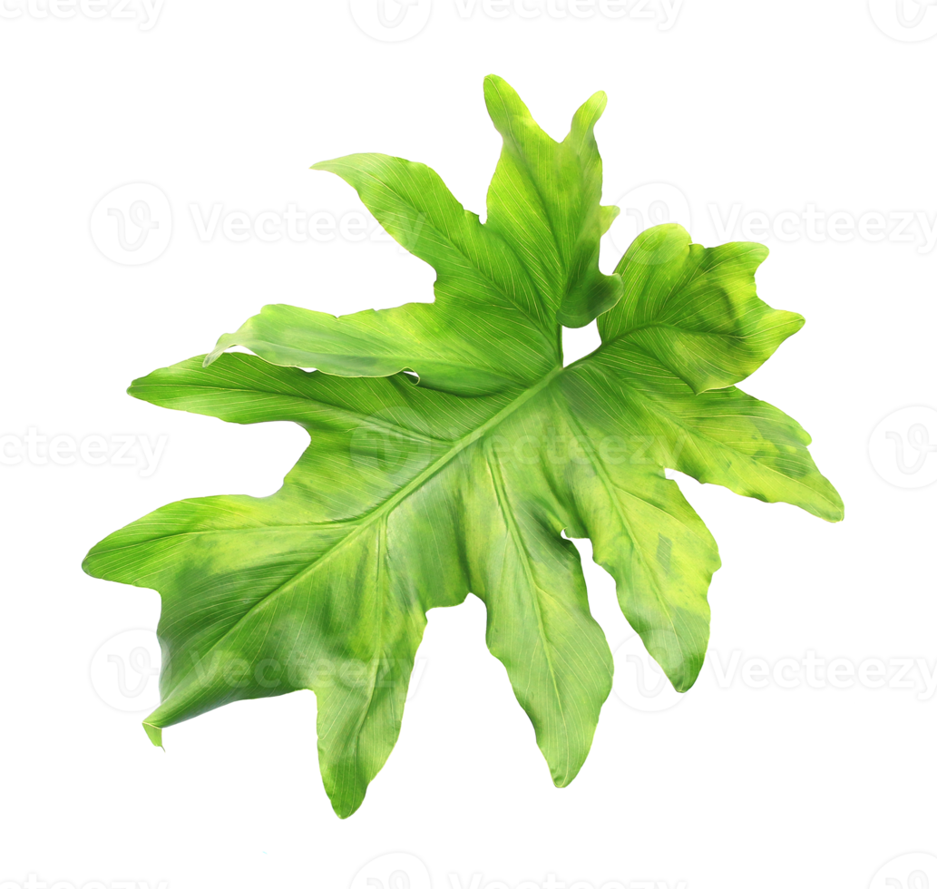 tropical monstera palm leaf tree on transparent background png file