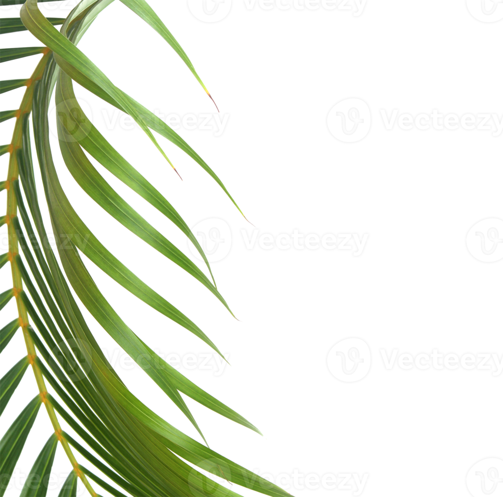 green leaf of palm tree on transparent background png file