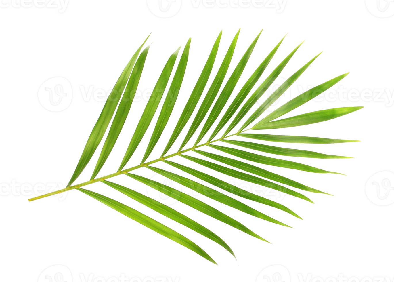 tropical nature green palm leaf isolated on transparent pattern background png file