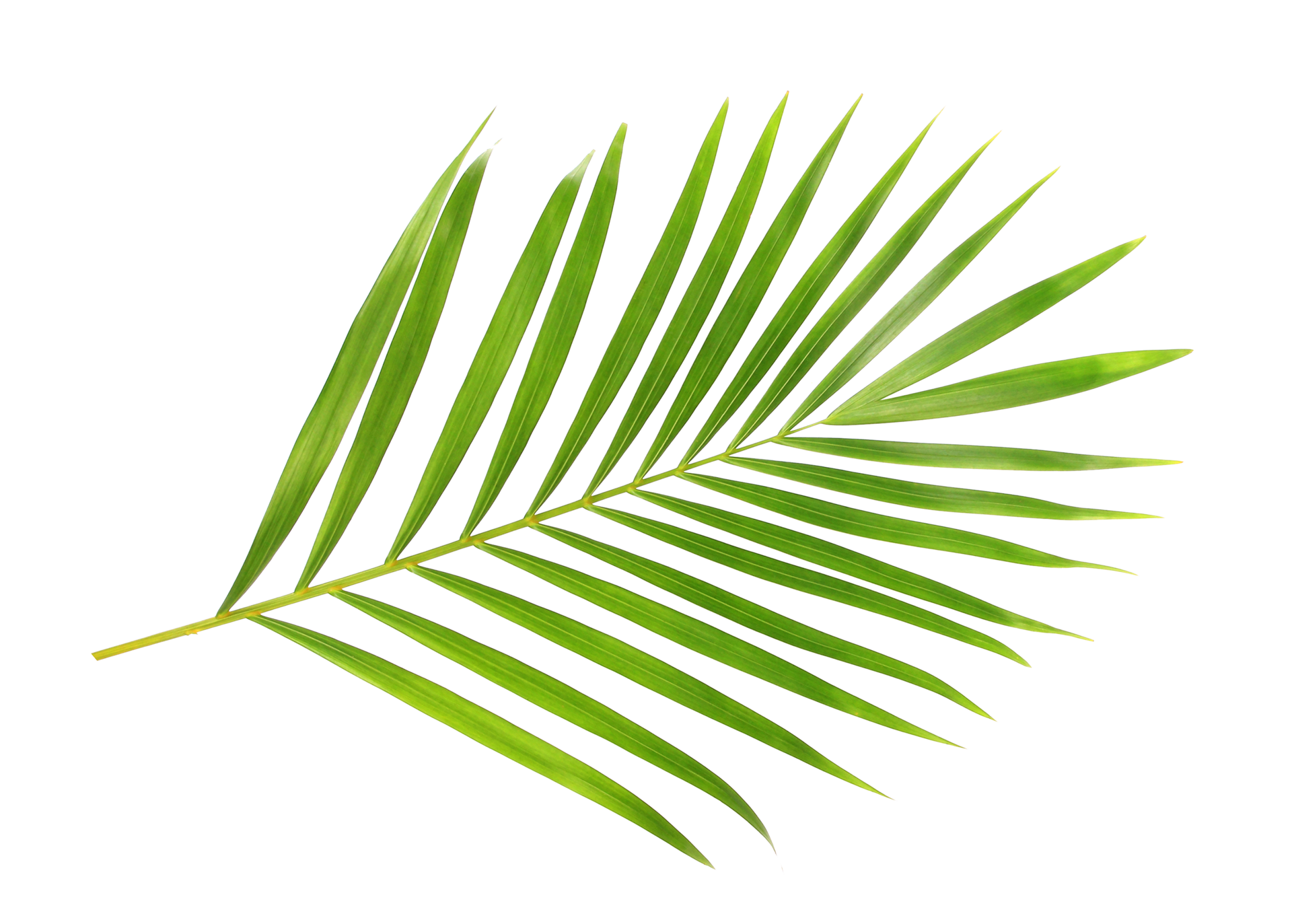 tropical nature green palm leaf isolated on transparent pattern ...