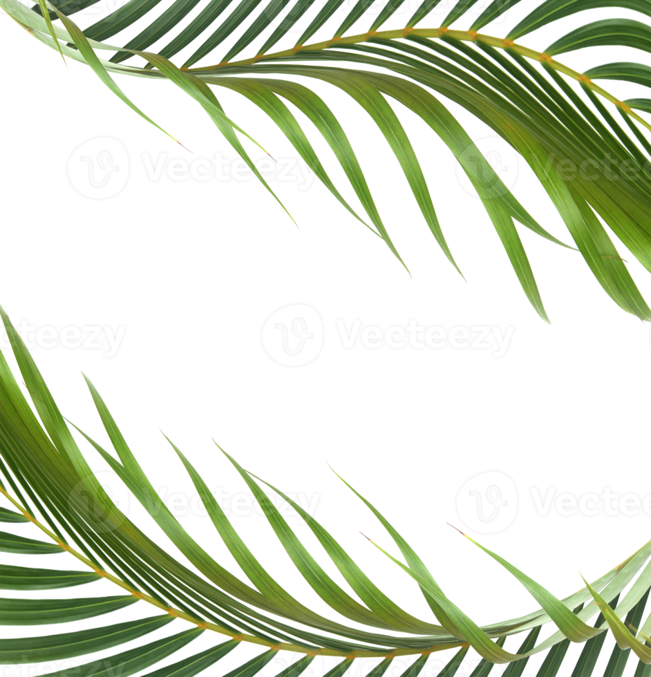 green leaf of palm tree on transparent background png file