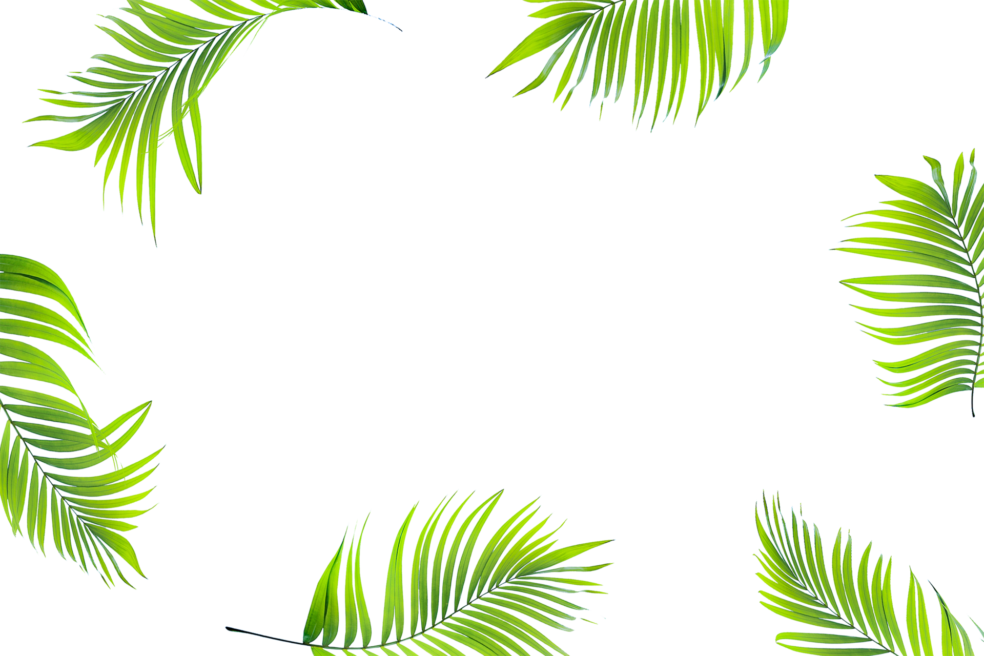 Hãy chiêm ngưỡng những lá cây xanh nhiệt đới miễn phí tuyệt đẹp, với những hình ảnh sống động và màu sắc tươi tắn chỉ trong vài giây. Bạn sẽ cảm nhận được vẻ đẹp của thiên nhiên và những loài cây nhiệt đới đầy mê hoặc này.