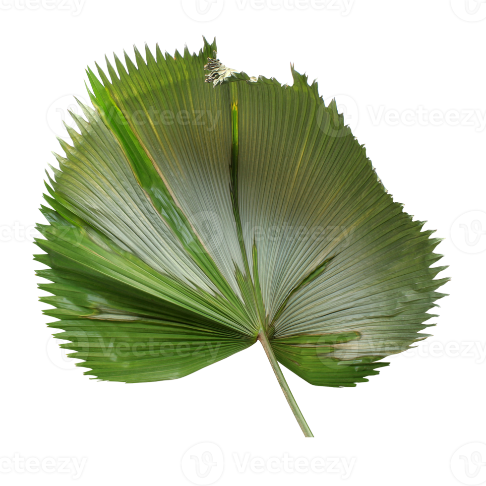 tropical green blowing palm leaf isolated on transparent background png file