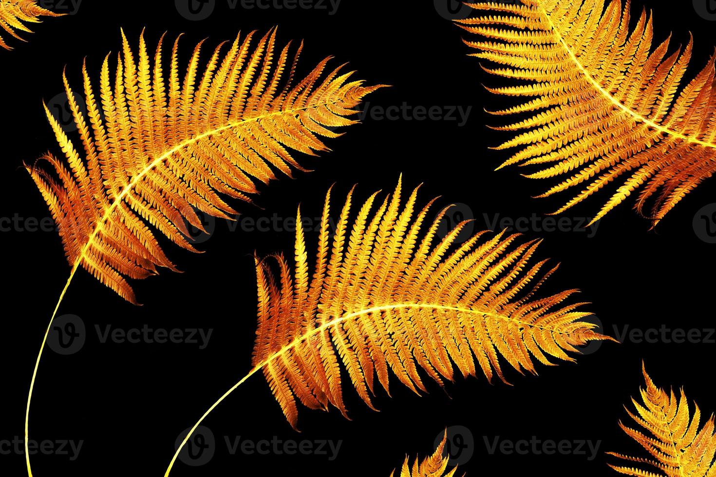 Fern leaves isolated on black background. photo