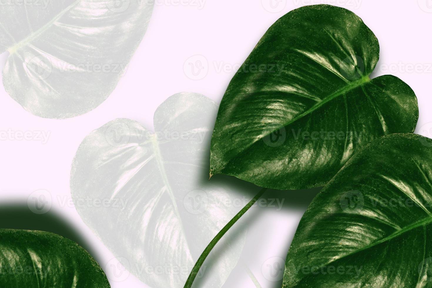 Floral background of green leaves of monsters and ferns photo