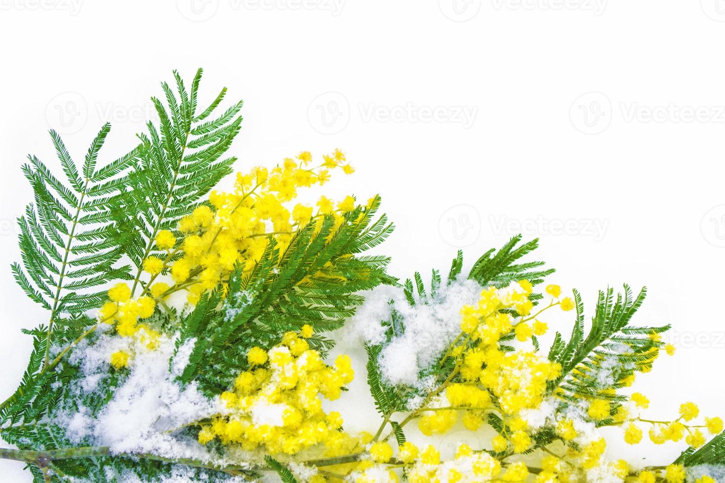Bush of yellow spring flowers mimosa isolated on white background. photo