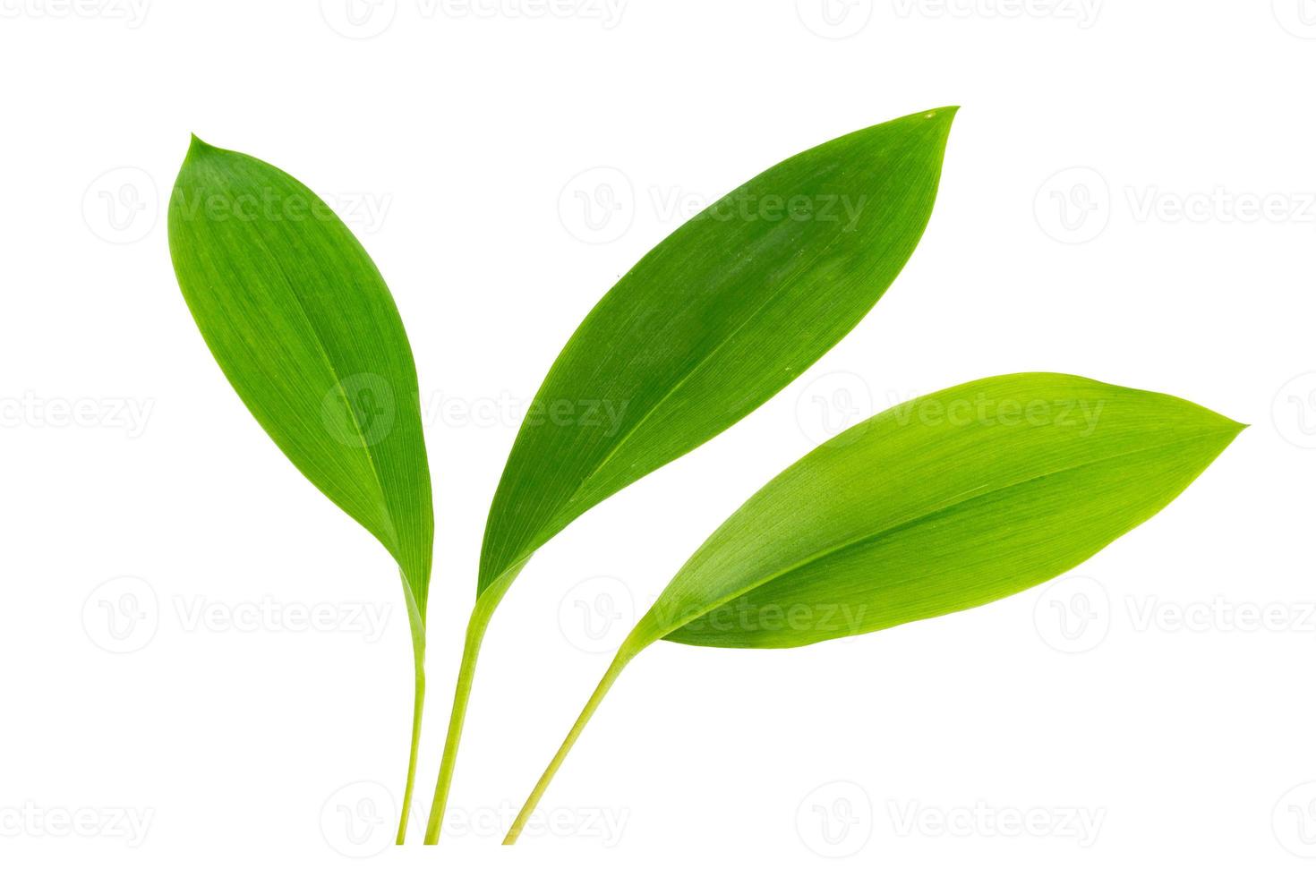 Fresh green leaves. Lily of the valley flower on white background photo