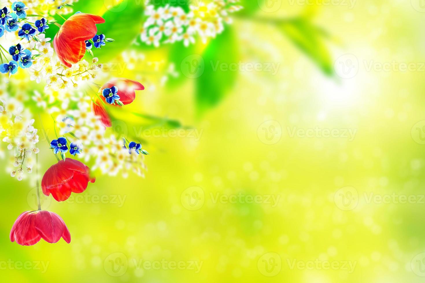 Bright colorful spring flowers photo