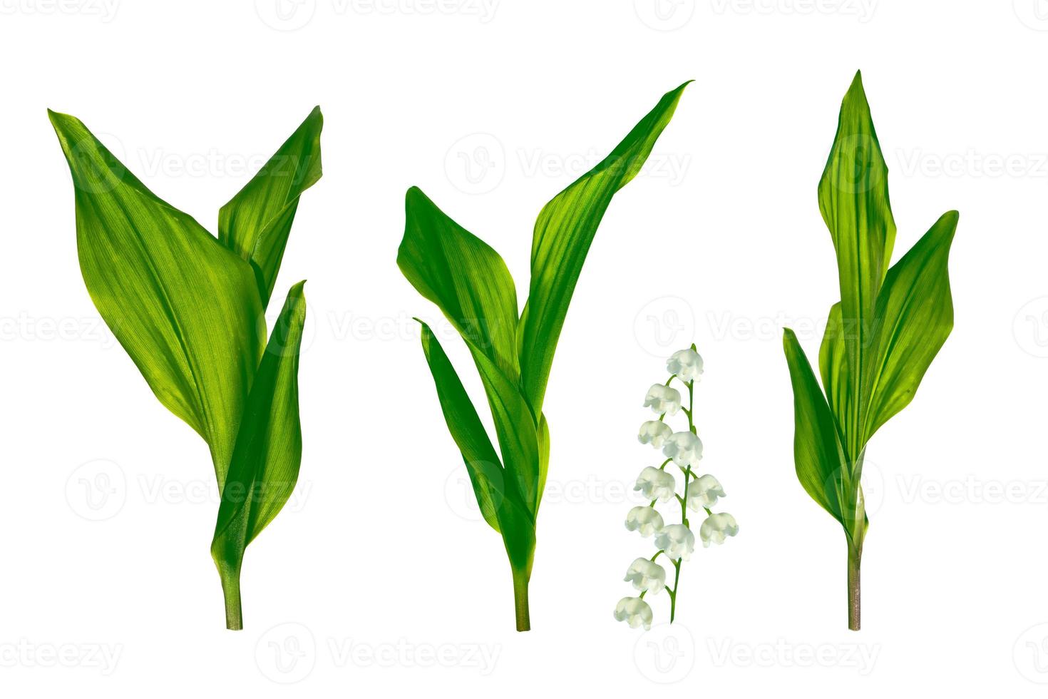 Lily of the valley flower on white background photo