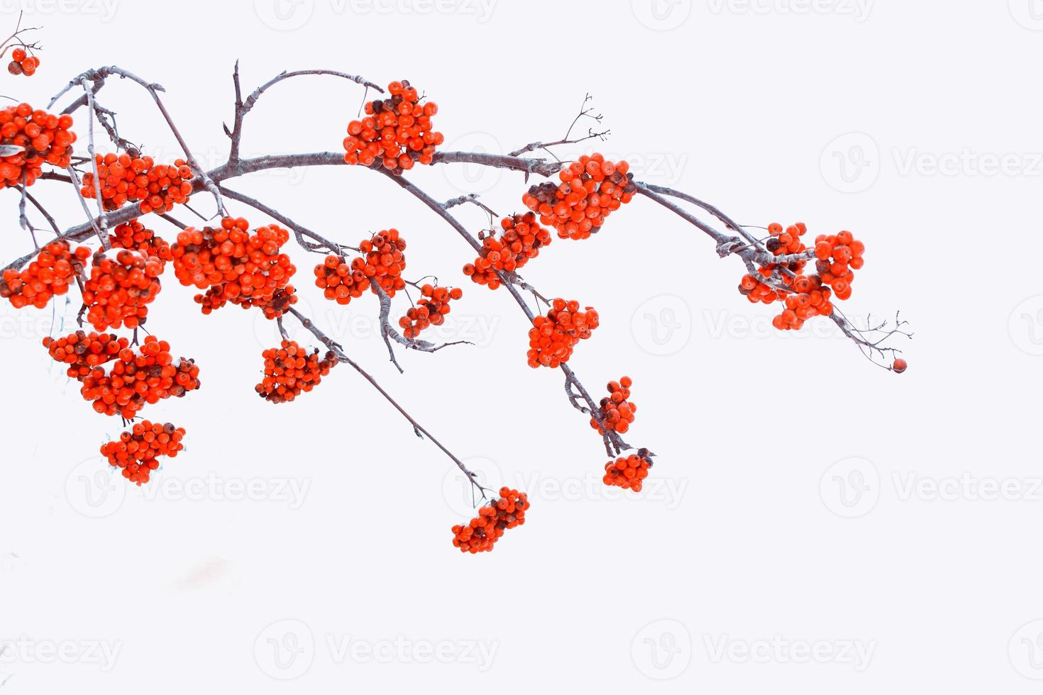 Frozen berries of red mountain ash. photo