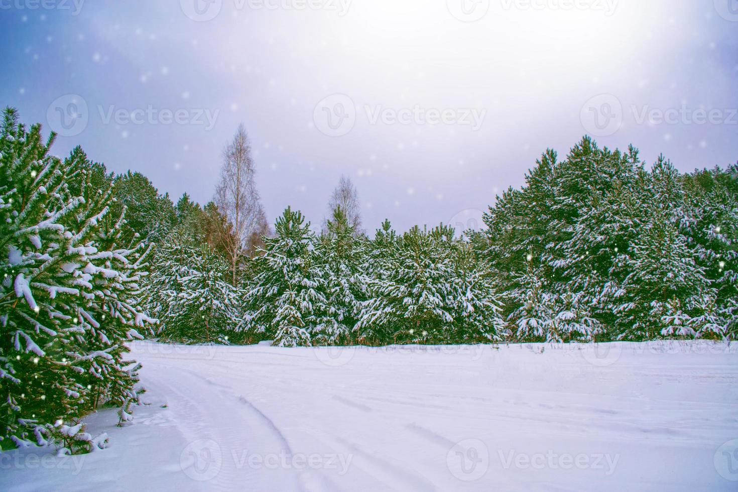 Frozen winter forest with snow covered trees. photo