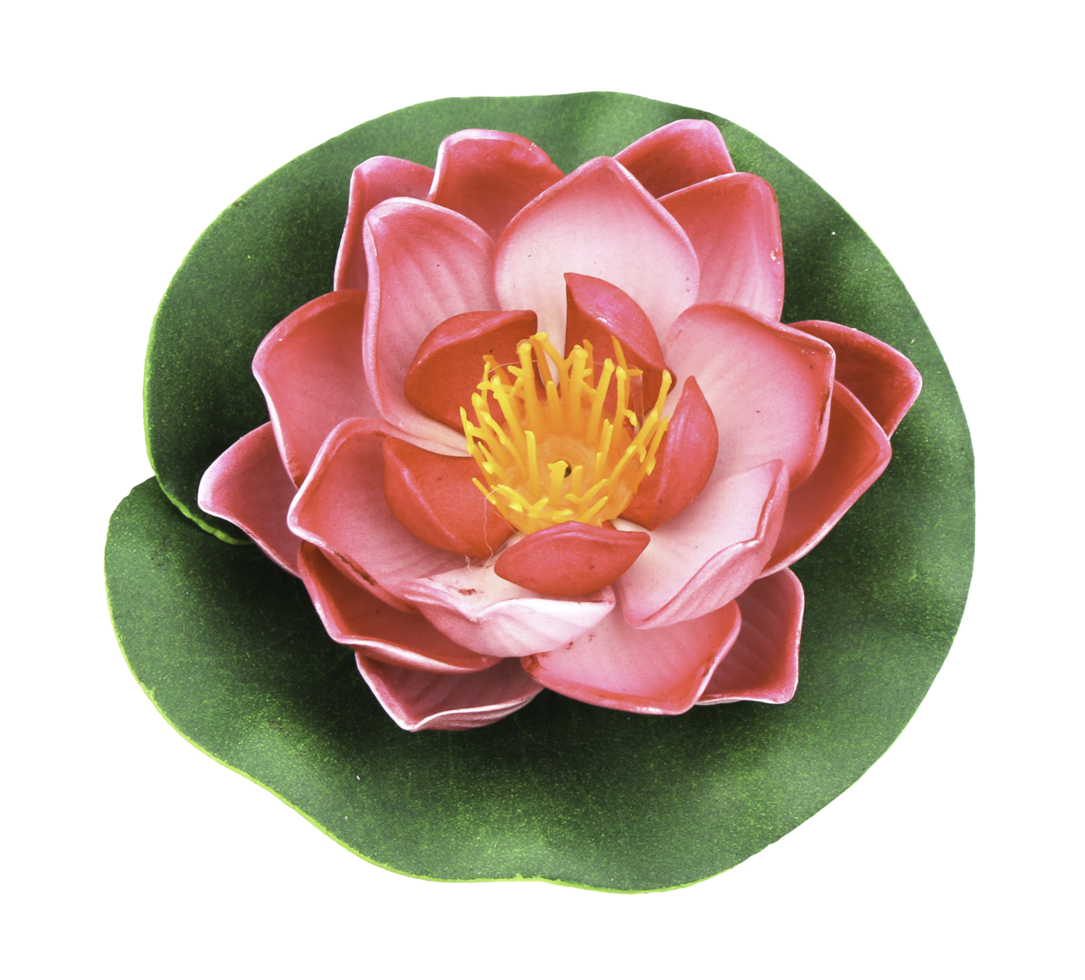 Lotus flower isolated on white png file