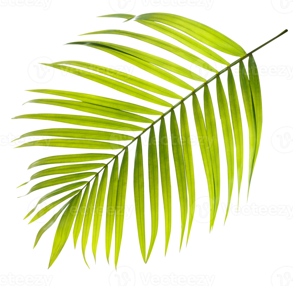 Green leaf of palm tree on transparent background png file